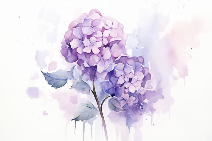 abstract watercolor illustration of a half-dead purple hydrangea